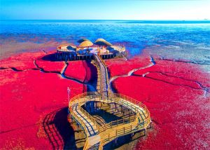 盤錦紅海灘